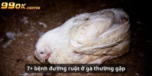 7+ loại bệnh đường ruột ở gà thường gặp