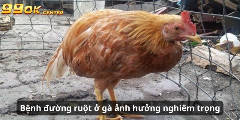 Bệnh đường ruột ở gà gây ảnh hưởng nghiêm trọng