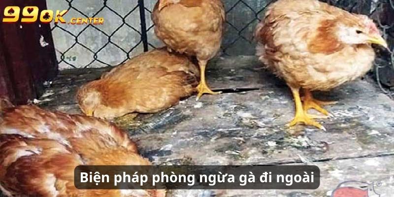 Biện pháp phòng ngừa tình trạng đi ngoài ở gà chọi