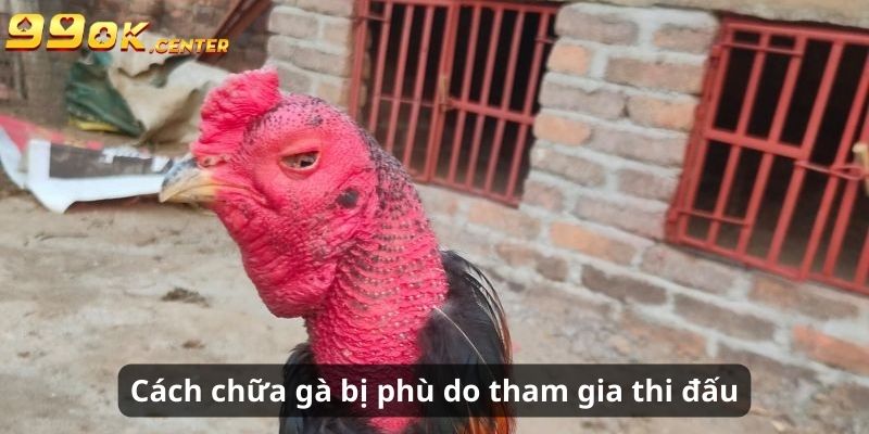 Cách chữa gà bị phù do tham gia thi đấu