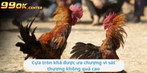 Cựa tròn khá được ưa chuộng ngày nay bởi độ sát thương không cao