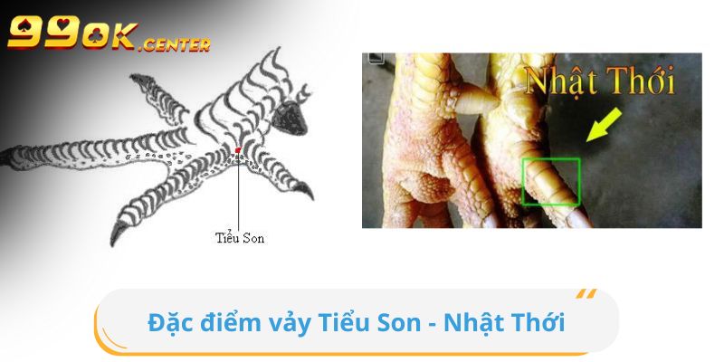 Đặc điểm vảy Tiểu Son - Nhật Thới