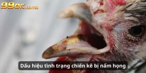 Dấu hiệu của tình trạng chiến kê bị nhiễm nấm họng