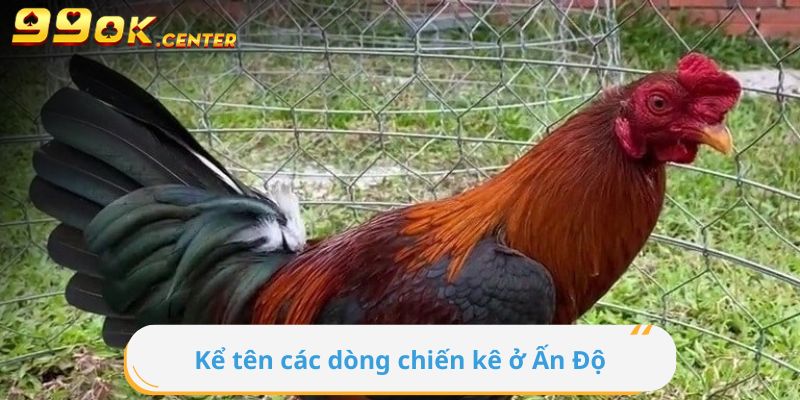 Kể tên các dòng chiến kê ở Ấn Độ