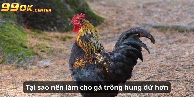 Lý do nên áp dụng cách làm cho gà trông hung dữ hơn