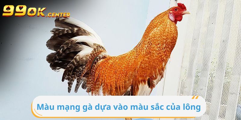 Mệnh của gà đá dựa vào màu sắc của bộ lông