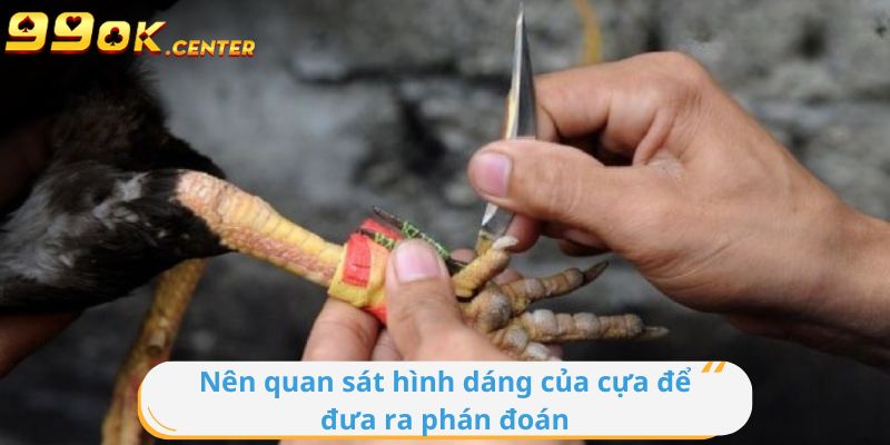 Bạn nên quan sát đến hình dáng của cựa để đưa ra phán đoán