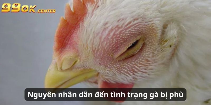 Nguyên nhân dẫn đến tình trạng gà bị phù