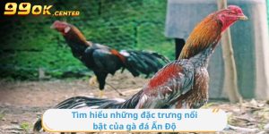 Tìm hiểu những đặc trưng nổi bật của gà đá Ấn Độ