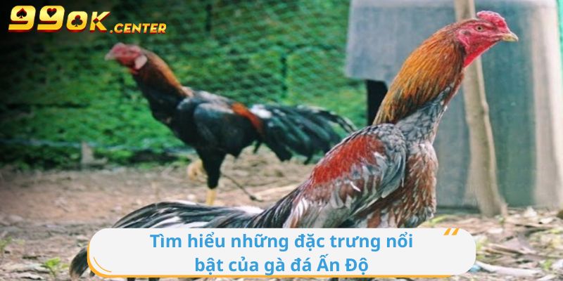 Tìm hiểu những đặc trưng nổi bật của gà đá Ấn Độ