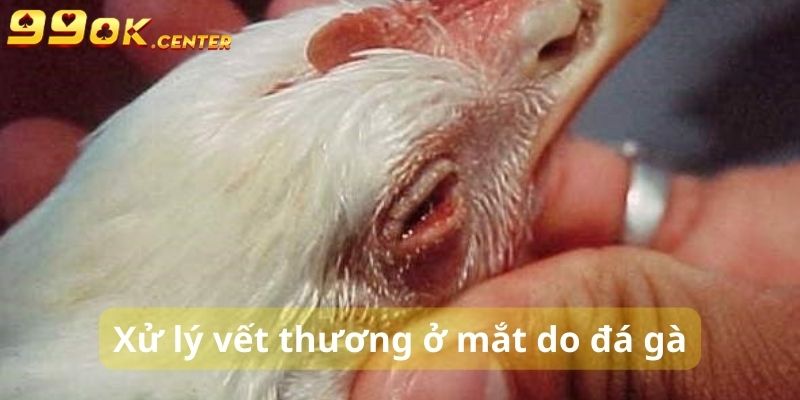 Xử lý vết thương ở mắt gà do cựa của đối thủ gây nên