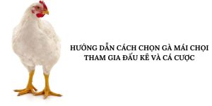 cách chọn gà mái chọi