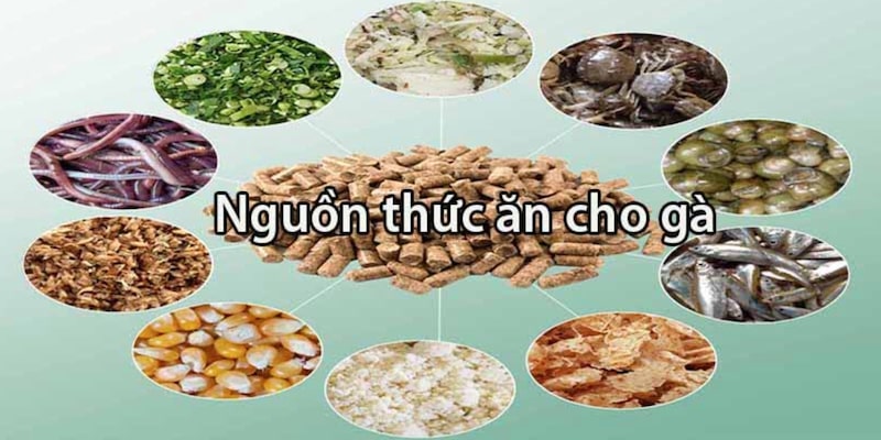 Kiểm soát khẩu phần ăn - Cách ép cân gà chọi hiệu quả